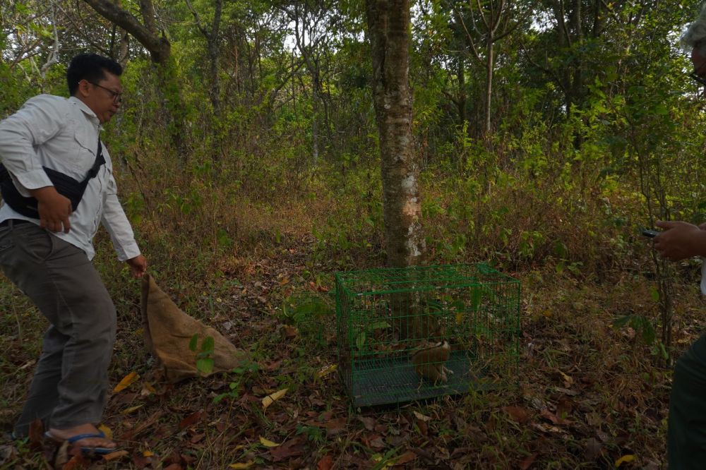 BBKSDA Jabar Lepasliarkan Seekor Kukang Jawa di Kawasan Hutan Sumedang