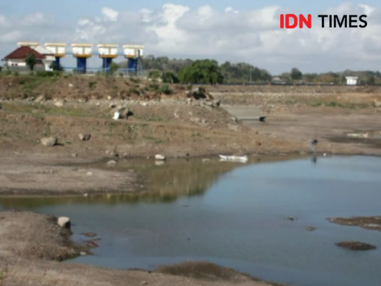 Air Bendungan Menyusut, Ribuan Hektare Lahan di Lotim Menganggur