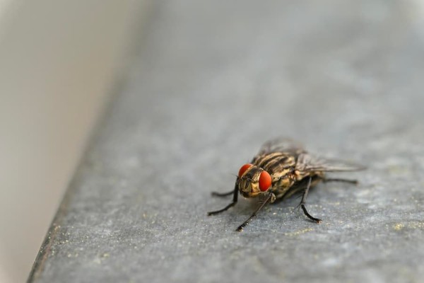 Kenapa Lalat Sulit Ditangkap? Ini Alasannya Menurut Sains