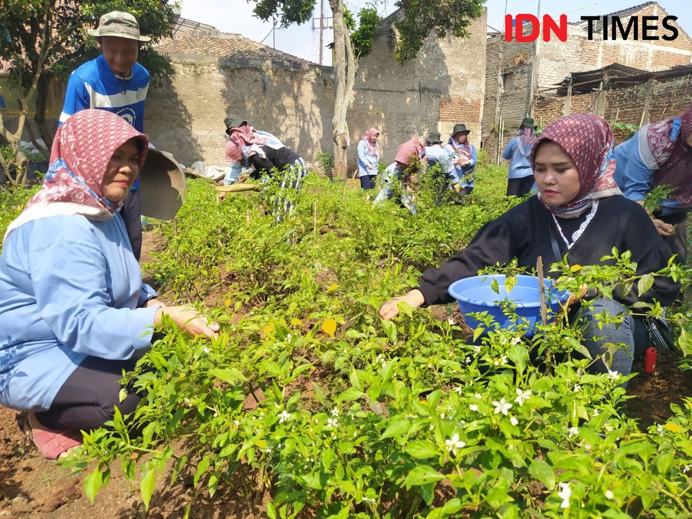 Menyulap Lahan Tidur jadi Kampung Cengek Ala Warga Cigugur Tengah