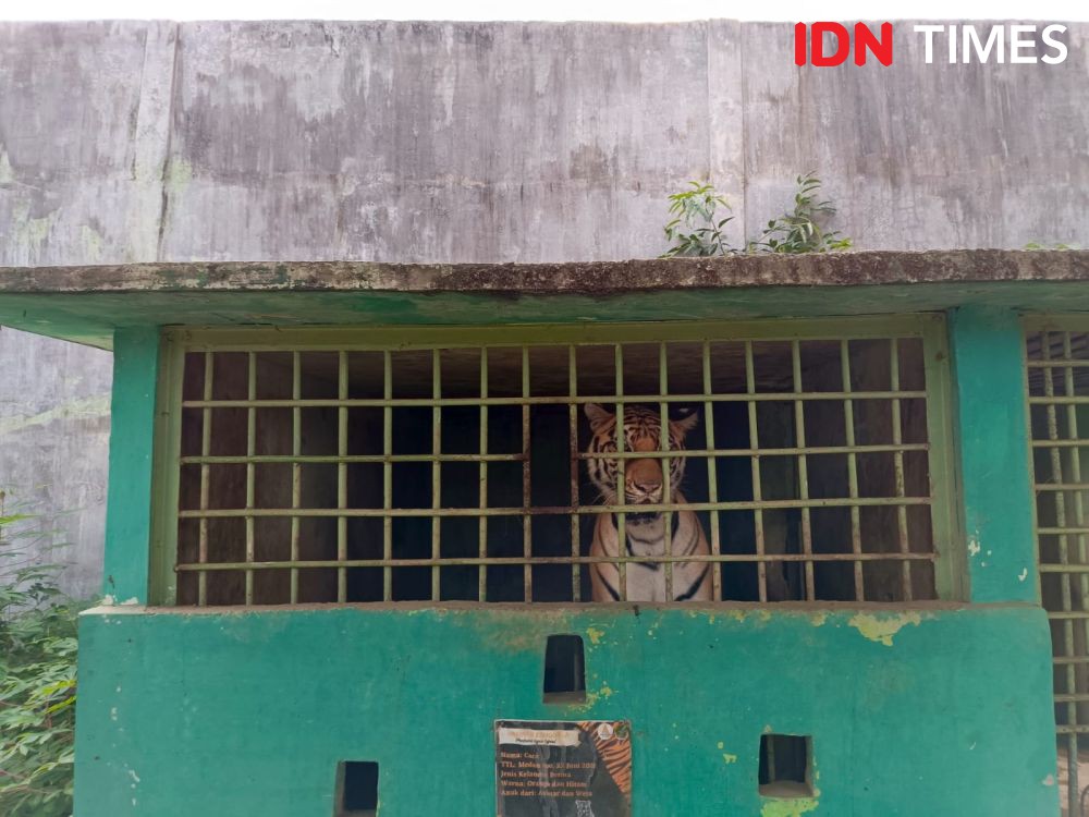 Harimau Medan Zoo Mati Lagi, Wali Kota Bobby: Masa Gak Boleh Mati?
