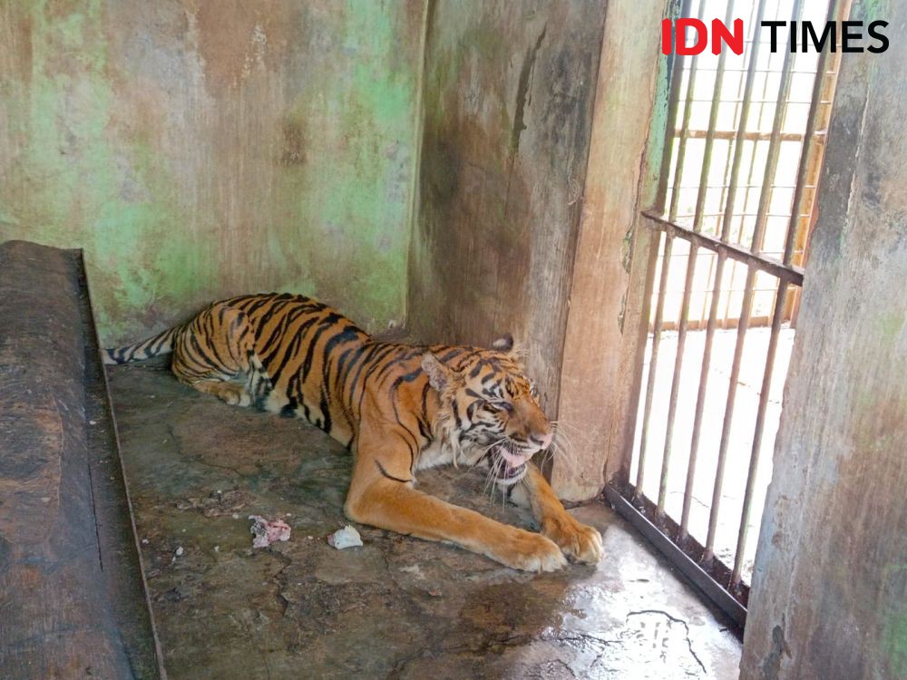 Linimasa Kematian Satwa Medan Zoo, dari Harimau hingga Orangutan