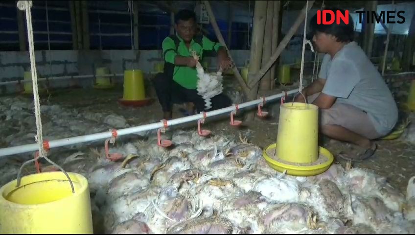 Listrik Padam 5 Jam di Ngawi, 12 Ribu Ayam Milik Peternak Mati