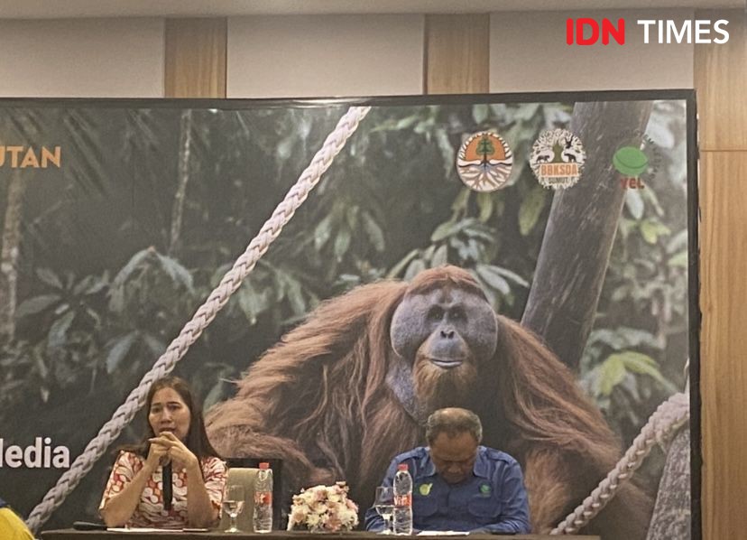 Orangutan Haven, Pulau Buatan Khusus untuk Orangutan