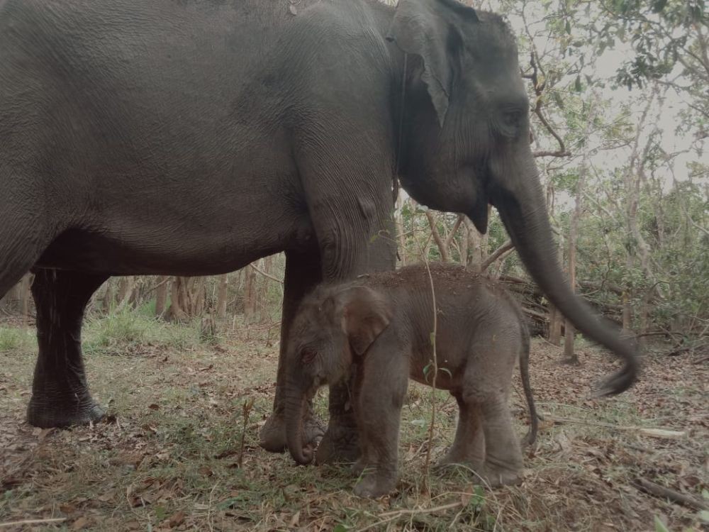 Kabar Gembira! Bayi Gajah Sumatera Lahir Sehat di Balai Way Kambas