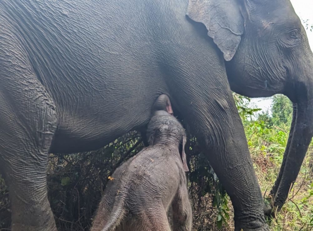 Kabar Gembira! Bayi Gajah Sumatera Lahir Sehat di Balai Way Kambas