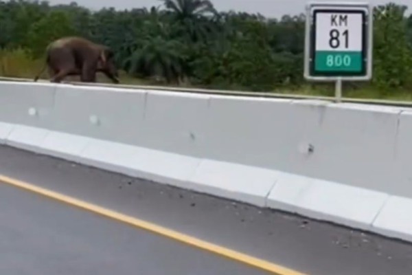 Gajah Liar Melintas di Jalan Tol Pekanbaru-Dumai