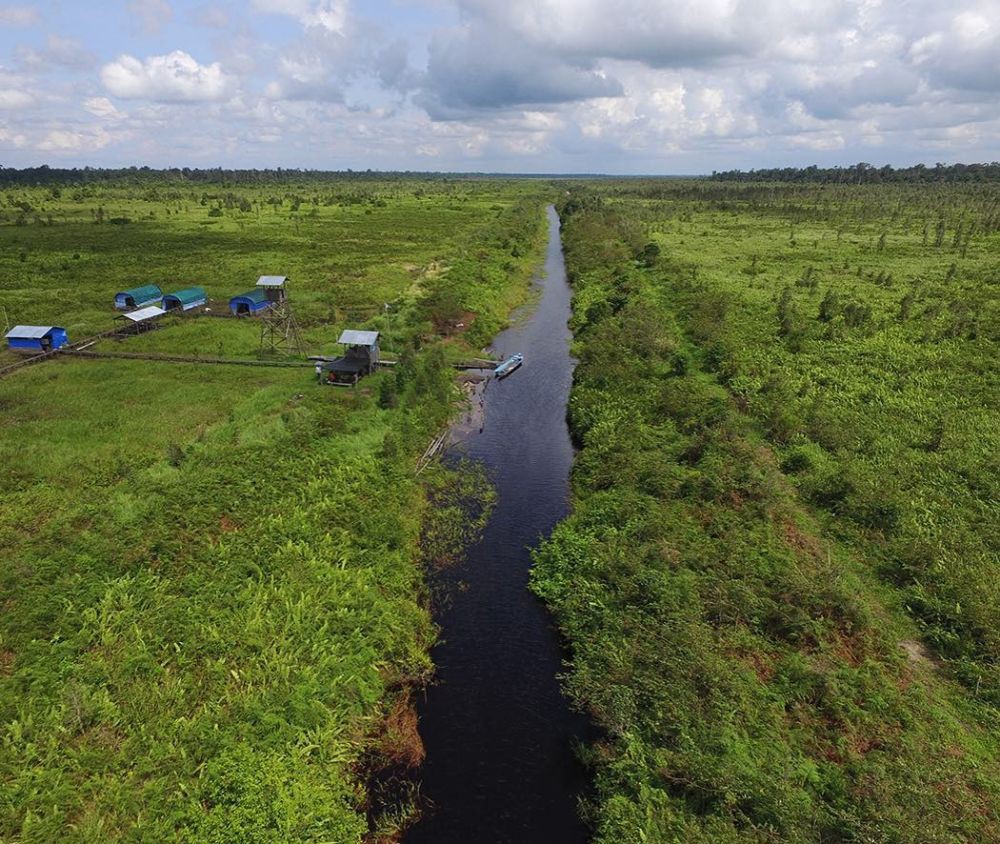 Dharsono Hartono Perangi Krisis Iklim, Restorasi Gambut Kalimantan