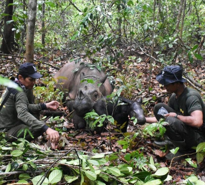 Badak Sumatera Kembali Lahir di Taman Nasional Way Kambas!