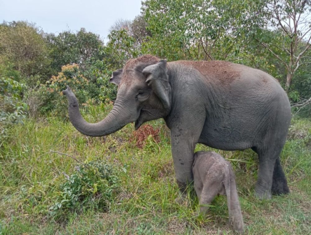 Selamat Datang! Bayi Gajah Sumatera Betina Telah Lahir di Way Kambas