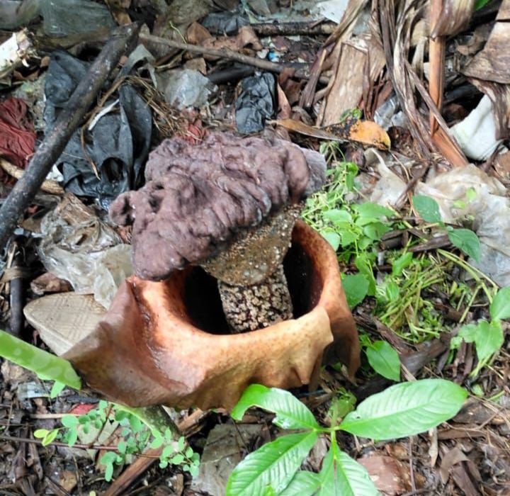 Dikira Jamur, Warga Muba Temukan Bunga Bangkai di Tempat Sampah