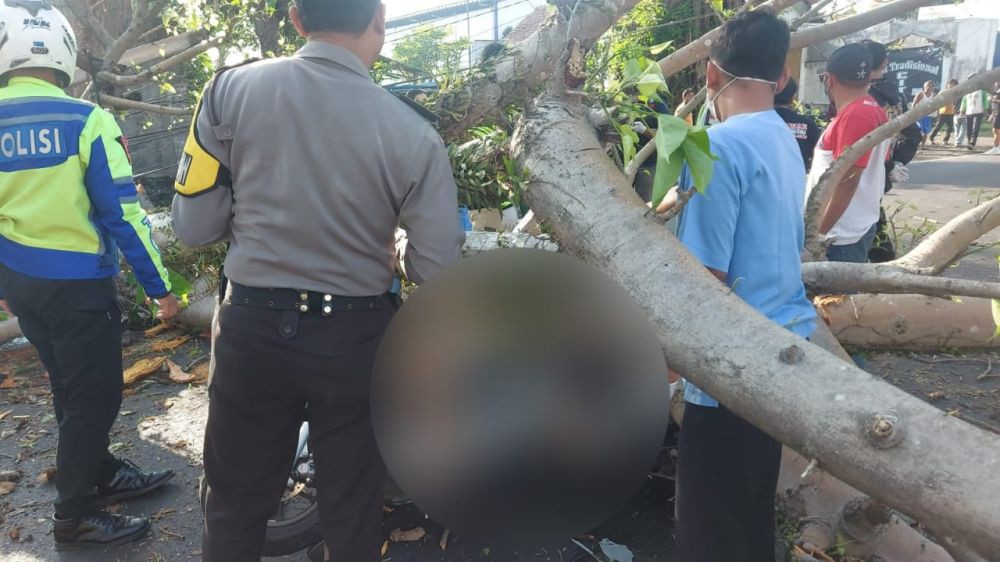 2 Orang Tewas Tertimpa Pohon Tumbang di Malang