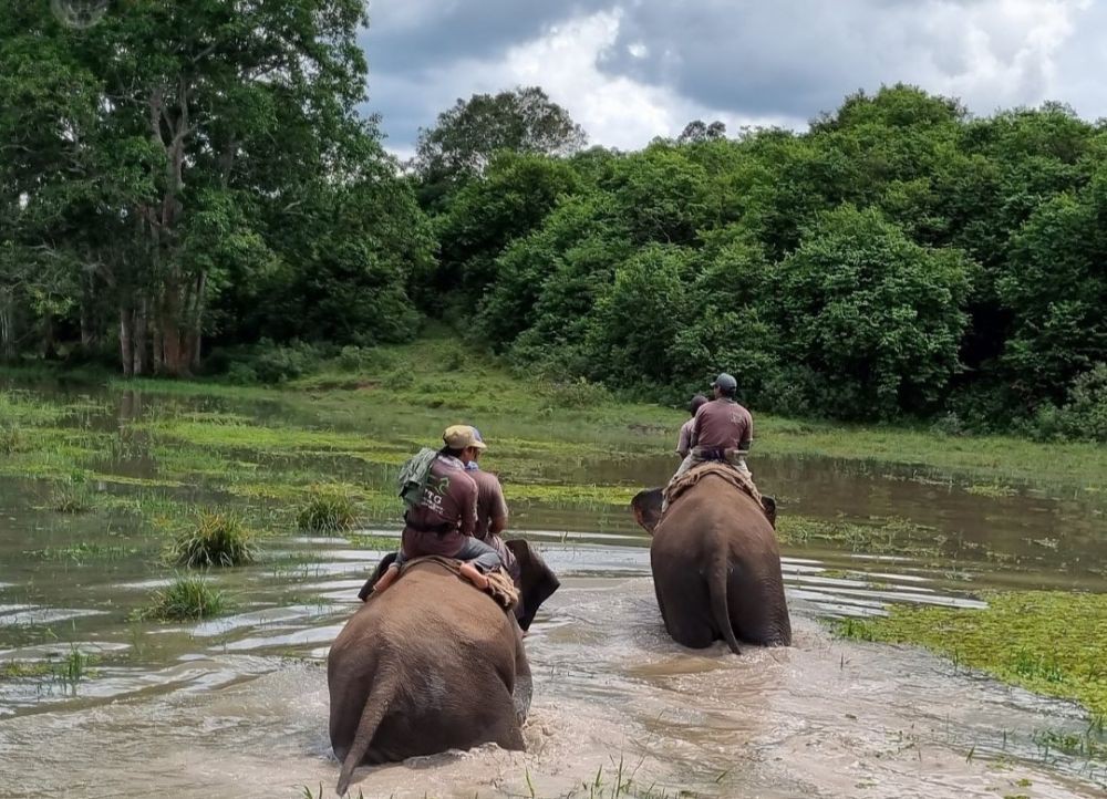 Kabar Duka! Gajah Sumatra Liar Dugul Ditemukan Mati di Way Kambas