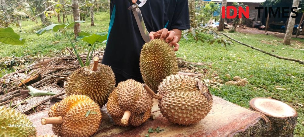 Sensasi Petik dan Makan Durian Langsung di Tabanan