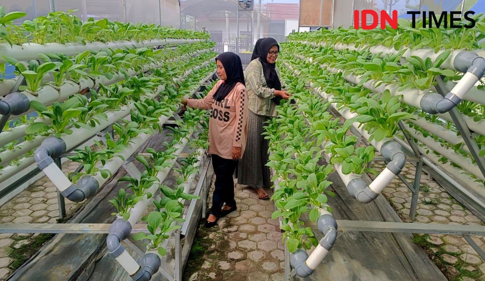 DKP Kota Tangerang Berikan Layanan Edukasi Urban Farming Gratis