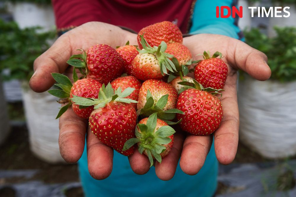 [FOTO] Elektrifikasi PLN untuk Pertanian Strawberry Lereng Merbabu