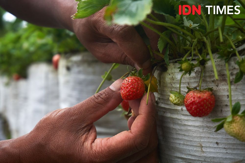 [FOTO] Elektrifikasi PLN untuk Pertanian Strawberry Lereng Merbabu