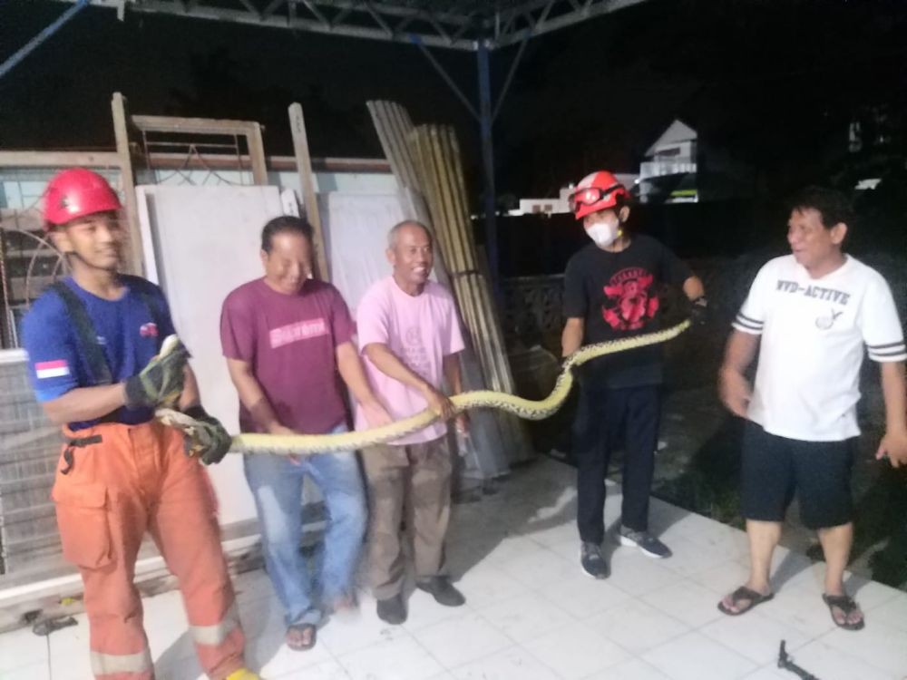 Ular Piton 3 Meter Melilit di Tembok Rumah Warga Wedomartani Sleman