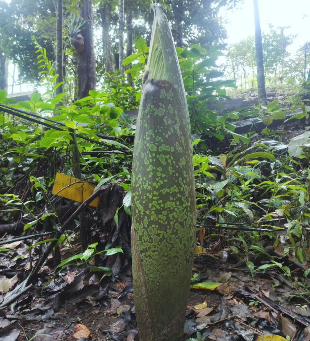 Keren! Bunga Bangkai Raksasa Mekar Sempurna di Rhino Camp TNBBS