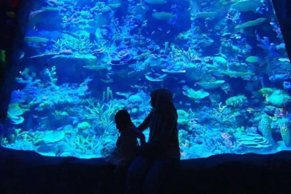 Oceanarium BXSea Bintaro: Lokasi, Harga Tiket, Dan Tips