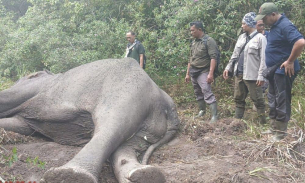 Baik dan Bersahabat, Begini Kondisi Kematian Bangkai Gajah Dugul