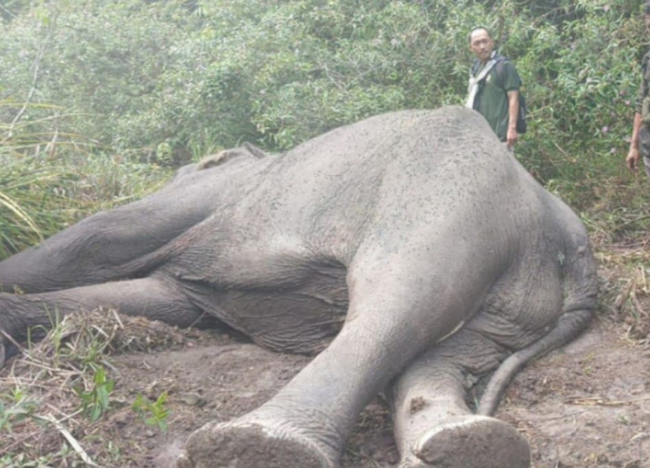 Kabar Duka! Gajah Sumatra Liar Dugul Ditemukan Mati di Way Kambas