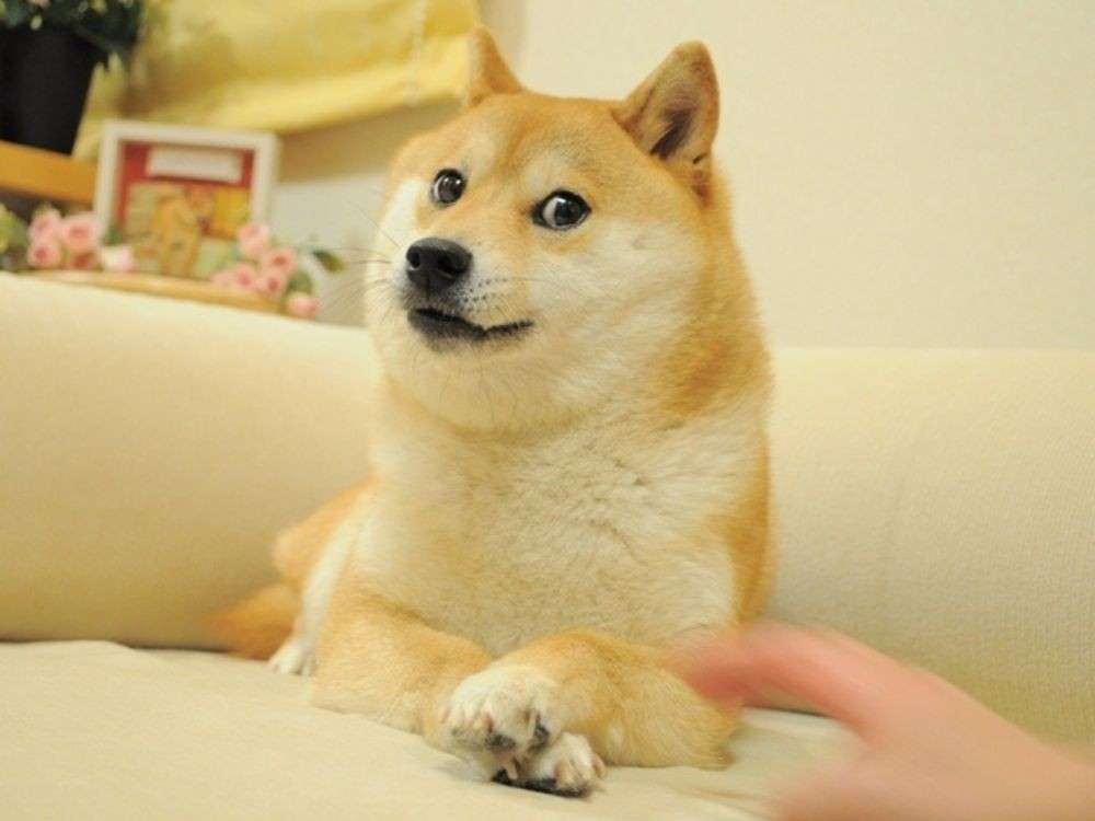 11 Foto Kocak Shiba Inu Memperlihatkan Bombastic Side Eye