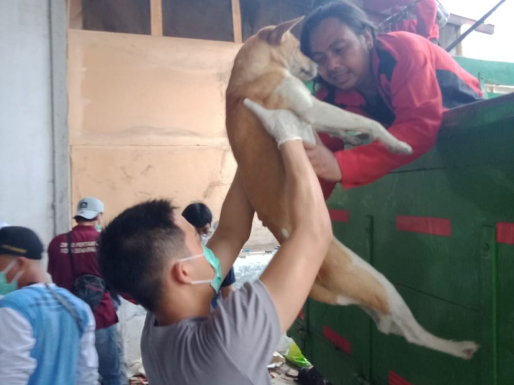Bukan Hewan Ternak! Konsumsi Daging Anjing di Semarang Dilarang Keras 