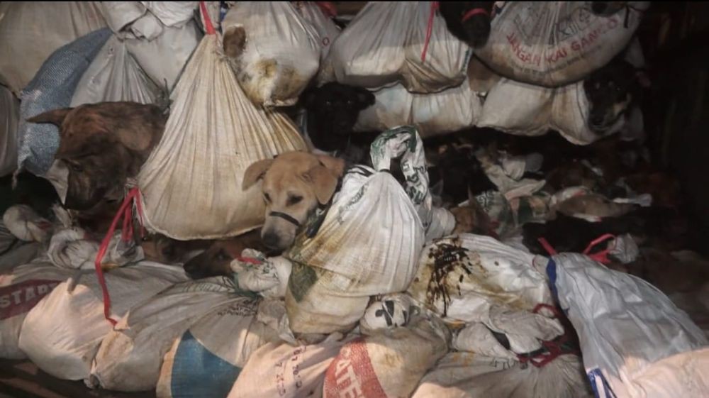 Bukan Hewan Ternak! Konsumsi Daging Anjing di Semarang Dilarang Keras 