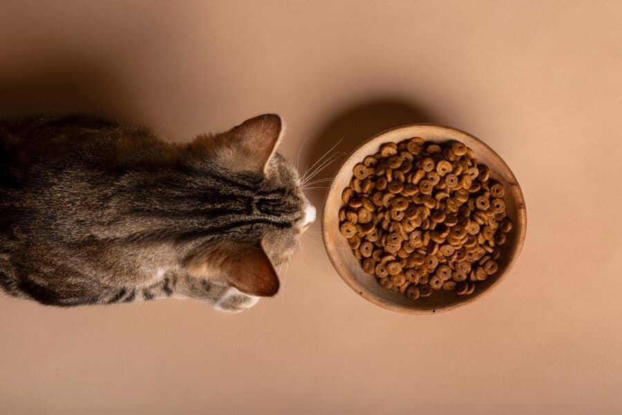 7 Penyebab Bulu Kucing Botak Beserta Cara Mengatasinya
