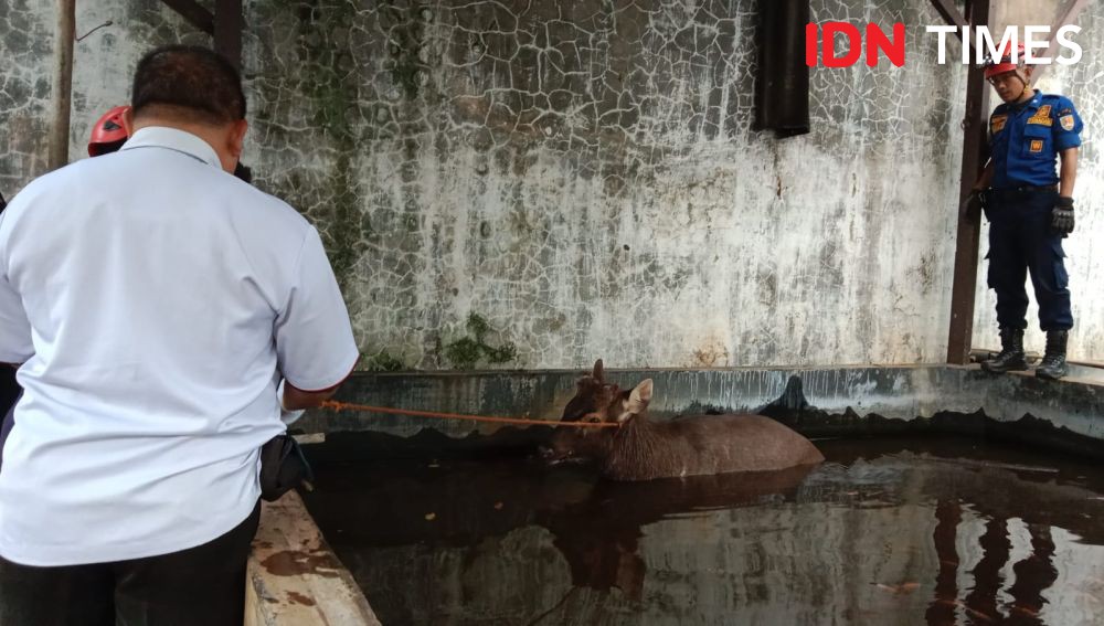 Rusa Jantan Terperosok Kolam Ikan Berjam-jam, Damkar Semarang Berjibaku Evakuasi