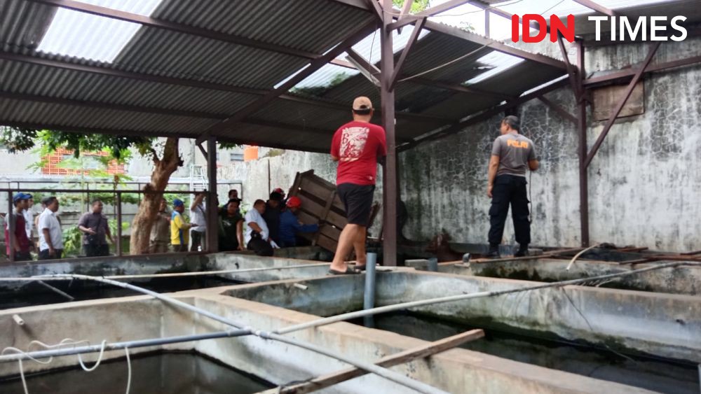 Rusa Jantan Terperosok Kolam Ikan Berjam-jam, Damkar Semarang Berjibaku Evakuasi