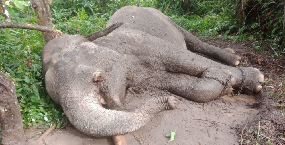 Diduga Diracun, Seekor Gajah Sumatra Mati di Kawasan TNTN Riau