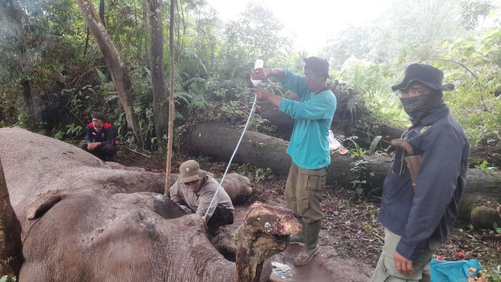 Diduga Diracun, Seekor Gajah Sumatra Mati di Kawasan TNTN Riau