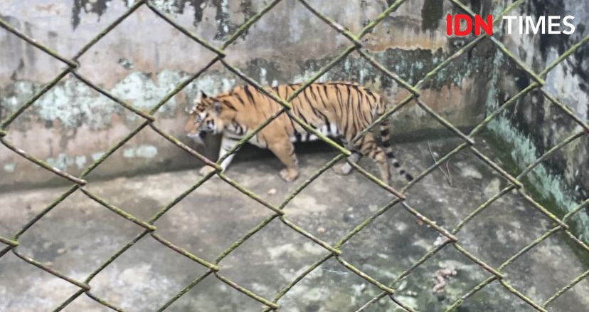 Harimau di Medan Zoo Mati Lagi, Bobby: Karenakan Sudah Tua