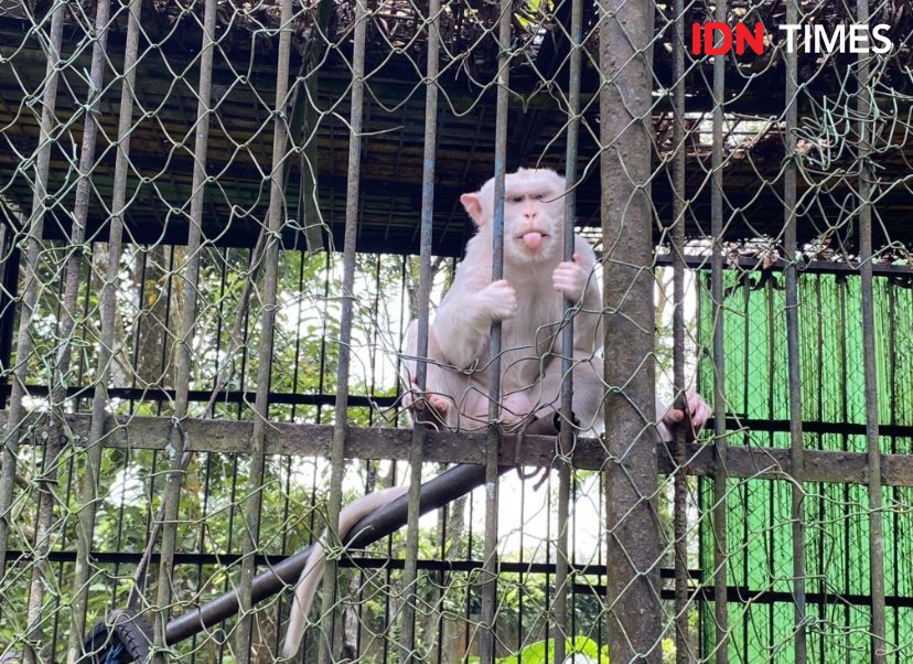 Satwa Terus Mati, Wali Kota Bobby Sebut Belum Tutup Medan Zoo