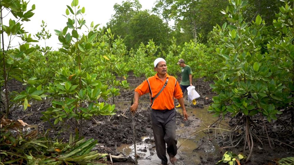 Azizi, Local Hero Inalum di Balik Konservasi Mangrove Pantai Sejarah 