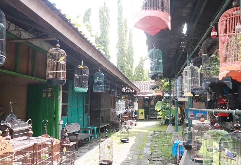 Pasty, Pasar Pemersatu Pencinta Tanaman dan Hewan di Jogja