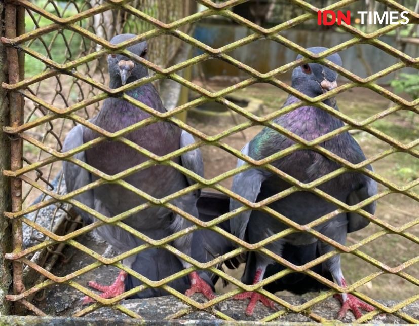 Influencer Berikan Tempat Simpan Makanan Satwa untuk Medan Zoo