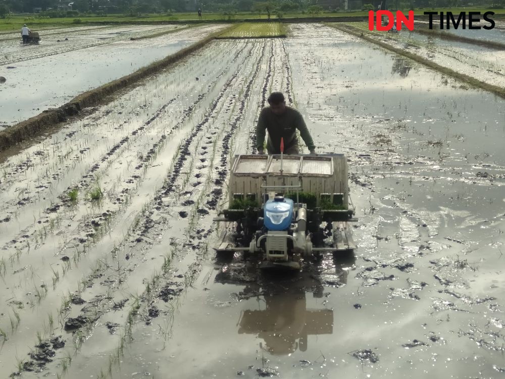 Produksi Padi di Lampung Meningkat, tapi Regenerasi Petani Nihil