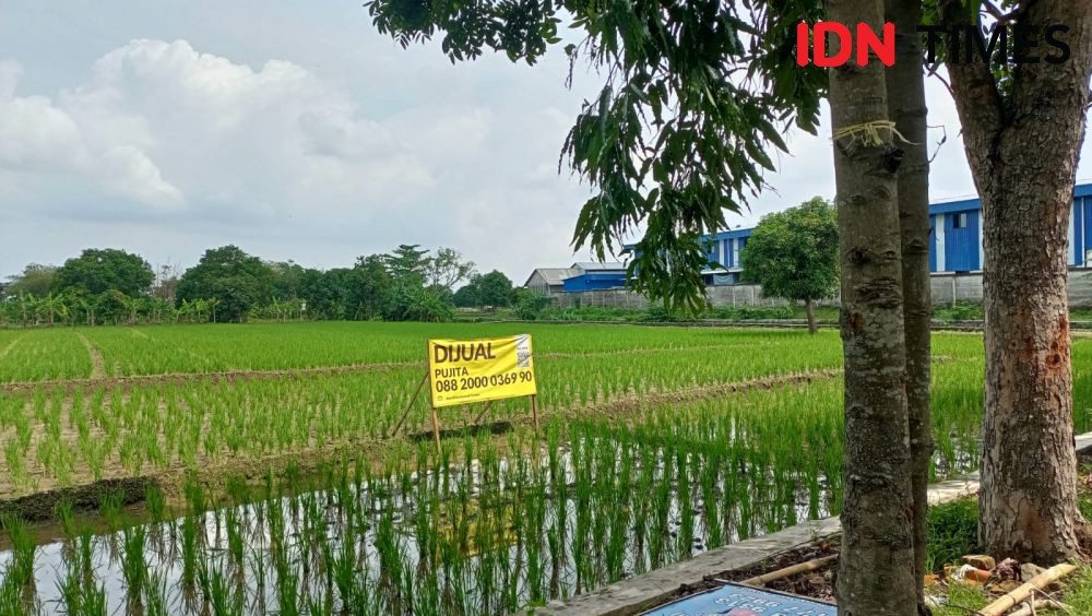 Produksi Padi di Lampung Meningkat, tapi Regenerasi Petani Nihil