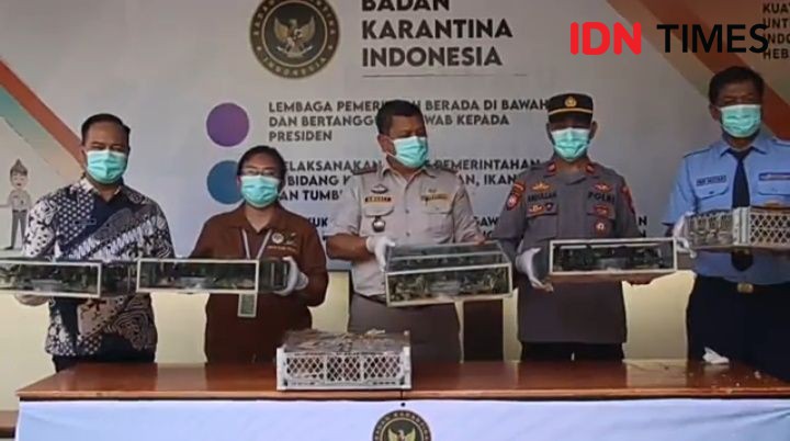 382 Burung Dilindungi akan Diselundupkan dari Kalimantan ke Semarang