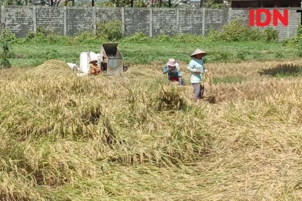 Petani Di NTB Keluhkan Mahalnya Pupuk Dan Air Irigasi