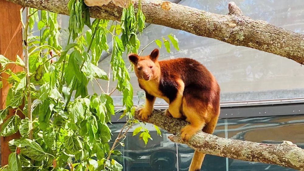 7 Hewan Berkantung yang Hidup di Atas Pohon