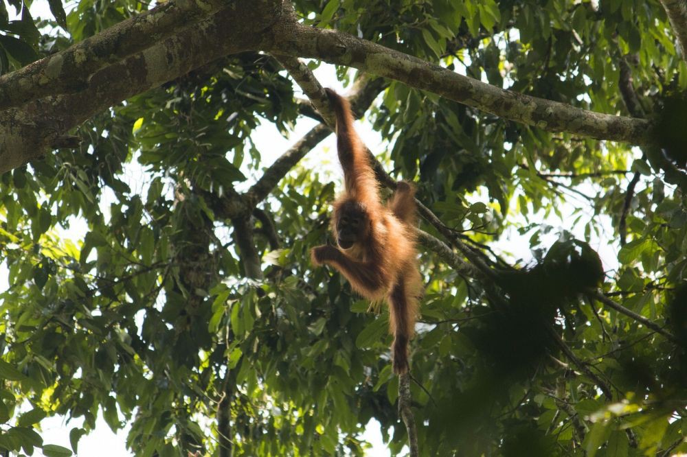 FKD Sumut Dorong Penetapan Koridor Orangutan Tapanuli