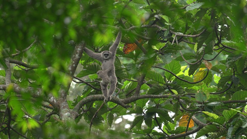 37 Primata Owa Indonesia jadi Satwa yang Dilindungi, Rentan Ancaman