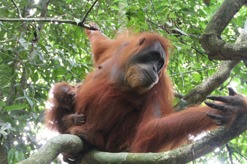 Sudah Banding, Vonis Pelaku Perdagangan Orangutan Tetap 2 Tahun