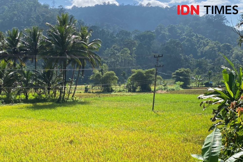 Mentan Sebut 44 Negara Terancam Krisis Pangan, Termasuk Indonesia?