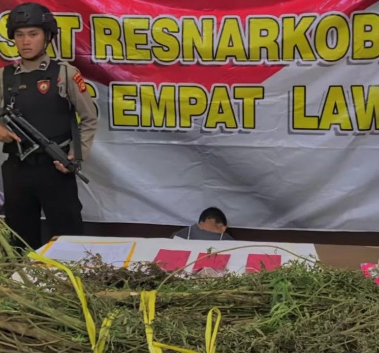 Susuri Bukit Selama 9 Jam, Polisi Temukan 2 Hektar Ladang Ganja
