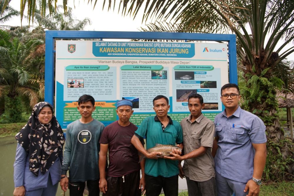 Misi Inalum Mencegah Kepunahan Ikan Jurung di Sungai Asahan